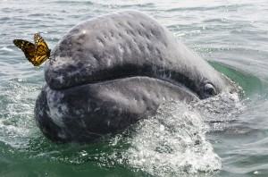 baleine et papillonb