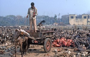 Vautours en Inde - Photo Yves Thonnerieux