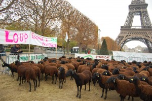 Manif d'éleveurs au Champ de Mars le 27 novembre 2014 @ Marc Giraud