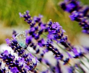 Argus bleu, un des papillons que l'on retrouve dans les Baronnies Provençales (c)MHLEON