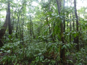 orêt des elfes, parc national du Morne Trois Pitons, ïle de la Dominique - @ Annick Schnitzler