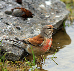 Linotte mélodieuse - photo @ Yves Thonnérieux