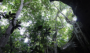 Foret du Yucatan