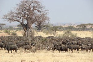 TANZANIE-MALAWI-ZAMBIE 2015 298