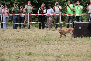 Lacher lynx 30-7-2016 066
