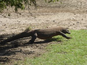 dragon-de-komodo-photo-sophie-schnitzler