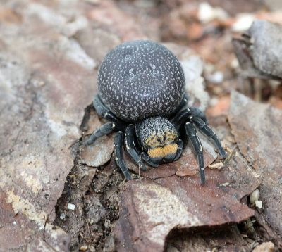 Des micro-algues ont préservé les araignées fossiles d'Aix-en-Provence -  Sciences et Avenir