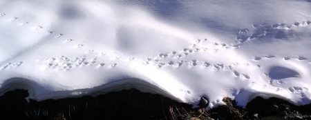 Le retour du loup, entre mythe et réalité